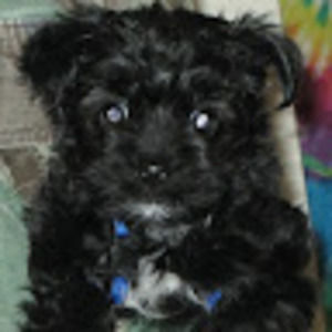 Meet your Posher, Michele